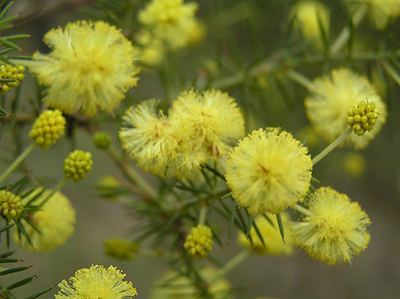 Close up of wattle