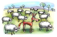 Image of a wolf in a flock of sheep Image of a wolf in a flock of sheep