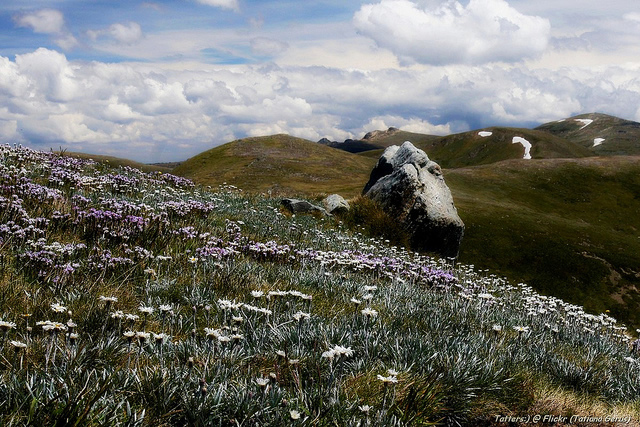 purple and white flowers in the foreground and grassy mountains in the distance with grey rocks standing up out of the grass. Blue sky and clouds. purple and white flowers in the foreground and grassy mountains in the distance with grey rocks standing up out of the grass. Blue sky and clouds.