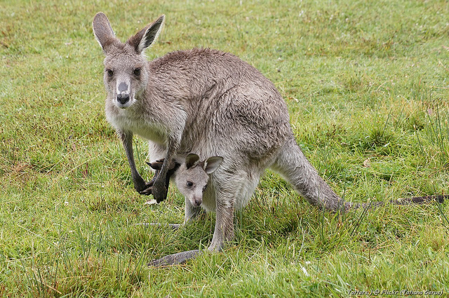 Kangaroo with joey inside the pouch Kangaroo with joey inside the pouch