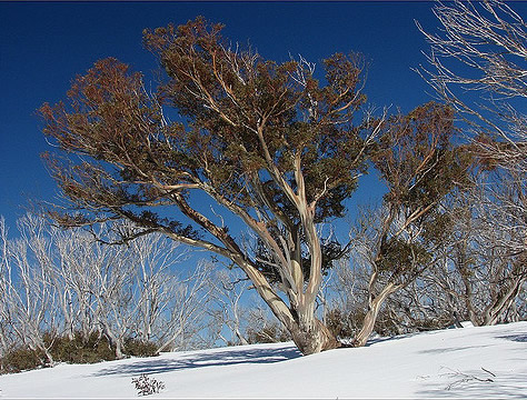 A large snow gum with some browny grey leaves surrounded by untouched snow and other trees with no leaves. A large snow gum with some browny grey leaves surrounded by untouched snow and other trees with no leaves.