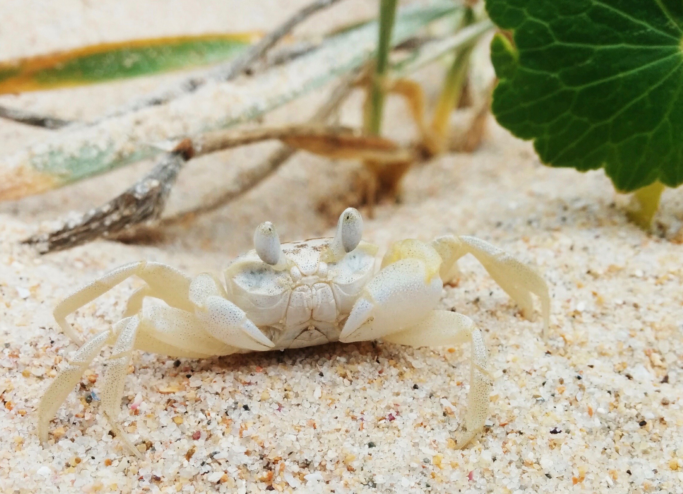 A small white crab that blends into the sand. A small white crab that blends into the sand.