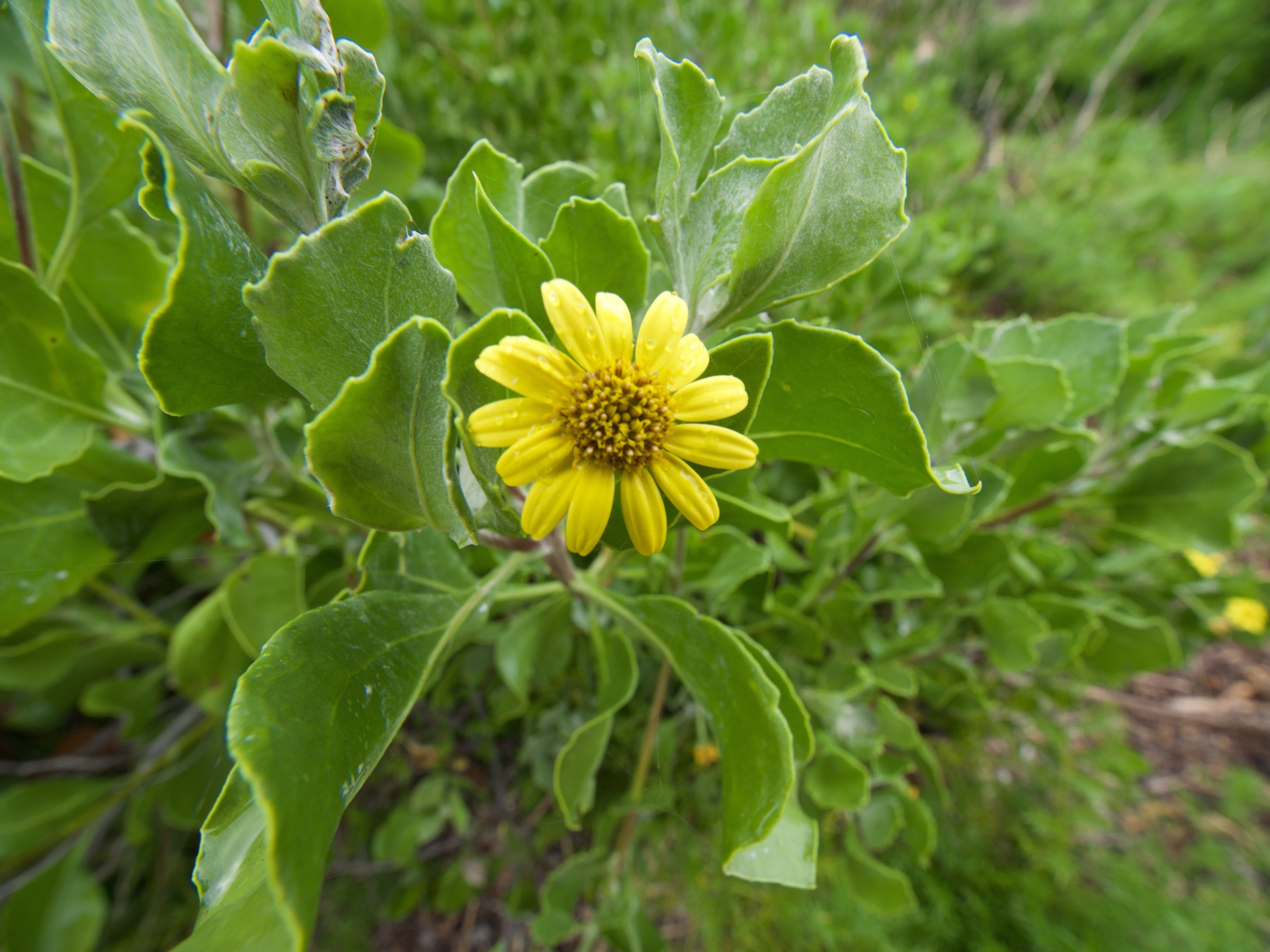 small yellow flower - looks like a daisy with thick fleshy leaves similar to succulents. small yellow flower - looks like a daisy with thick fleshy leaves similar to succulents.