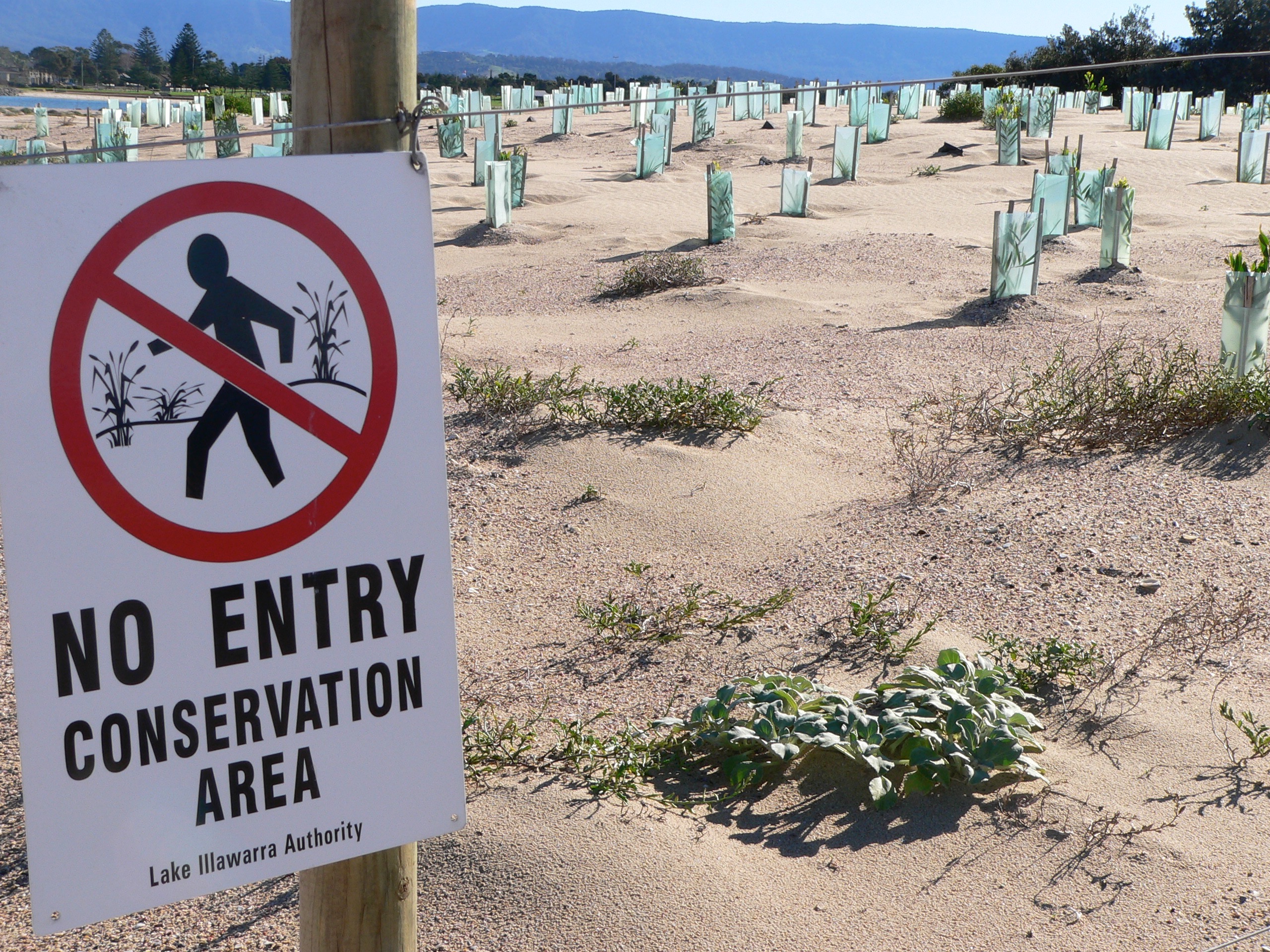 a sign reads no entry conservation area Lake Illawarra Authority. Sand dunes have small plants placed in rows and protected by stakes and surrounded by netting. a sign reads no entry conservation area Lake Illawarra Authority. Sand dunes have small plants placed in rows and protected by stakes and surrounded by netting.