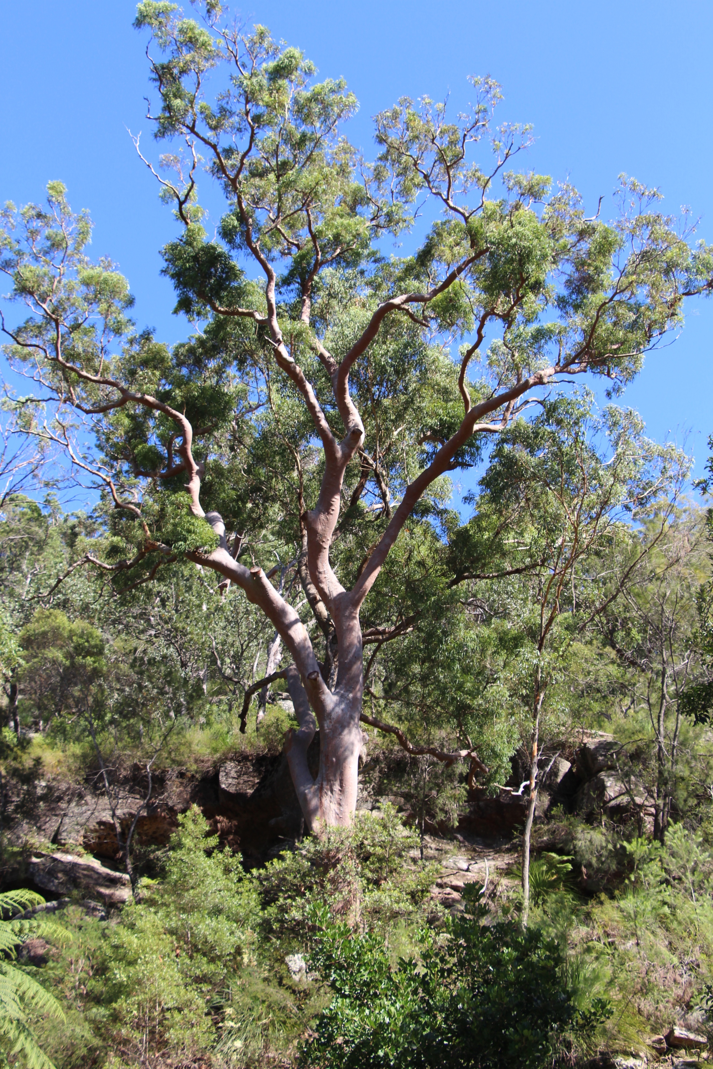 large gum tree among other bushes and trees large gum tree among other bushes and trees
