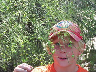 A small boy stands near branches that have small green berries on them and small spiky leaves. A small boy stands near branches that have small green berries on them and small spiky leaves.