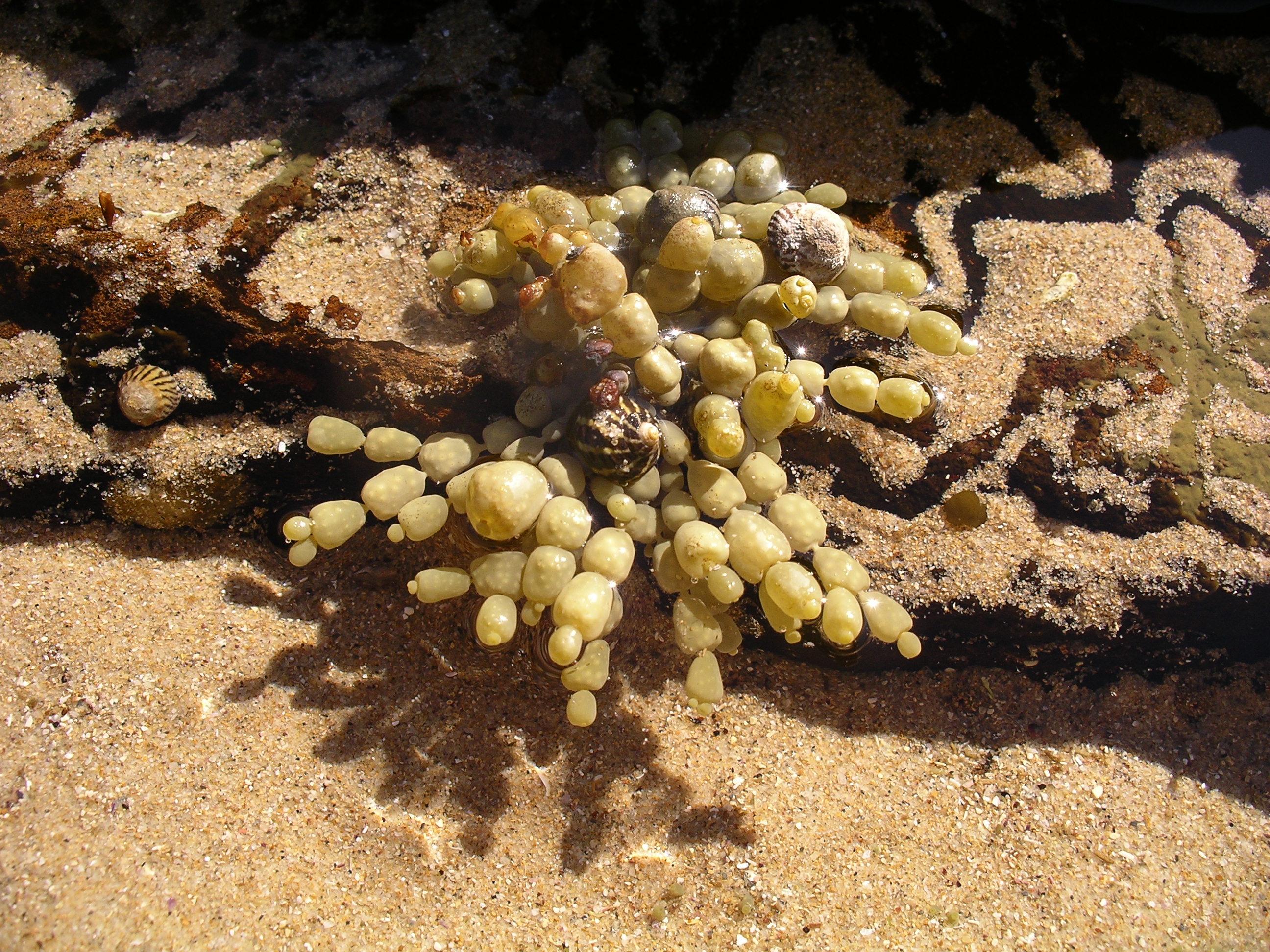 Knobbly seaweed lying on some sand right next to a rock pool. There are a number of molluscs on or near the seaweed. They are probably eating it. Knobbly seaweed lying on some sand right next to a rock pool. There are a number of molluscs on or near the seaweed. They are probably eating it.