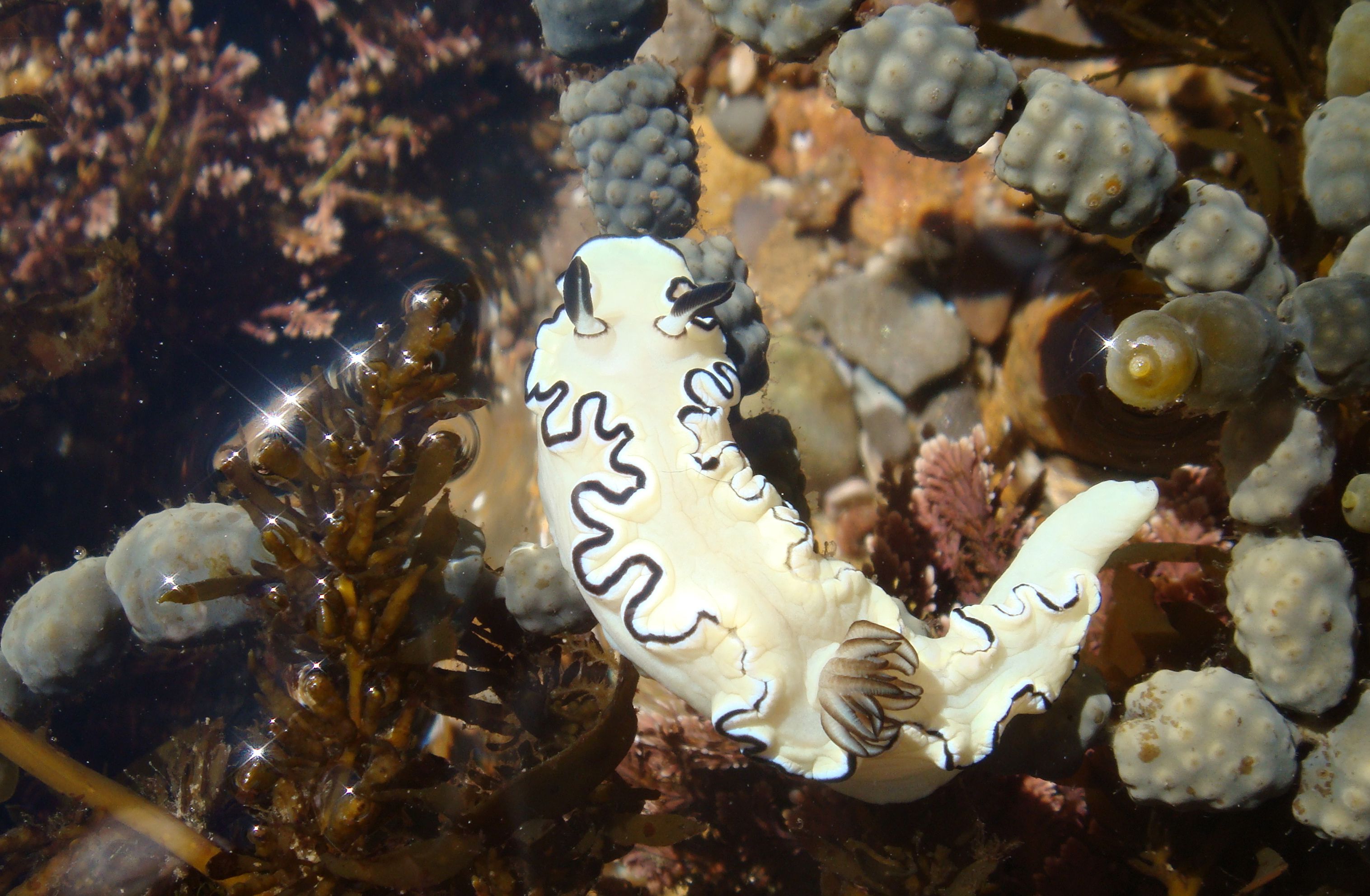 A white sea slug that has a layer of frill around its' body with a black highlight and two antenna with fringy fronds. It is weird and pretty. A white sea slug that has a layer of frill around its' body with a black highlight and two antenna with fringy fronds. It is weird and pretty.