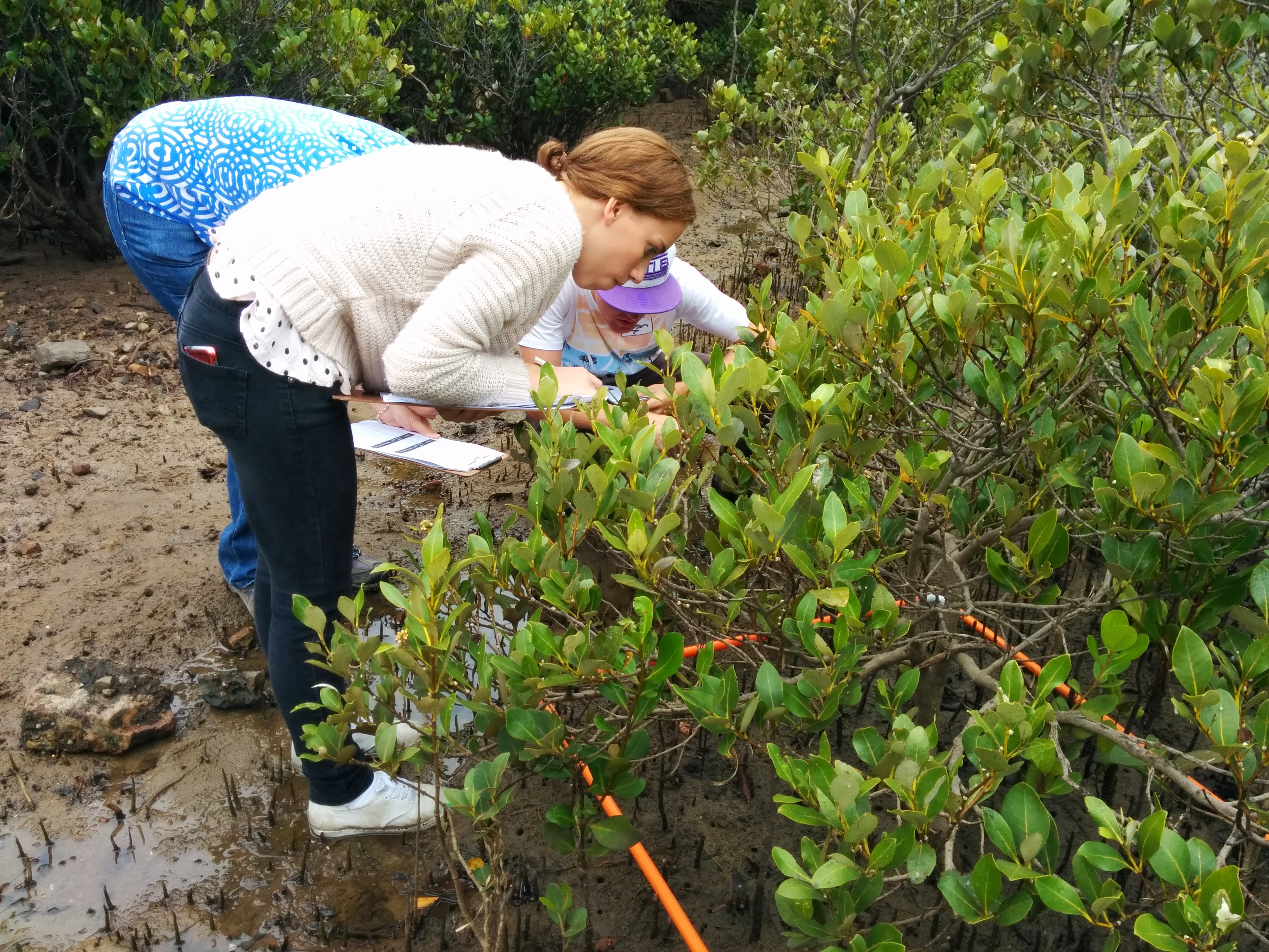 Students leaning over to closely examine a mangrove plant. Students leaning over to closely examine a mangrove plant.