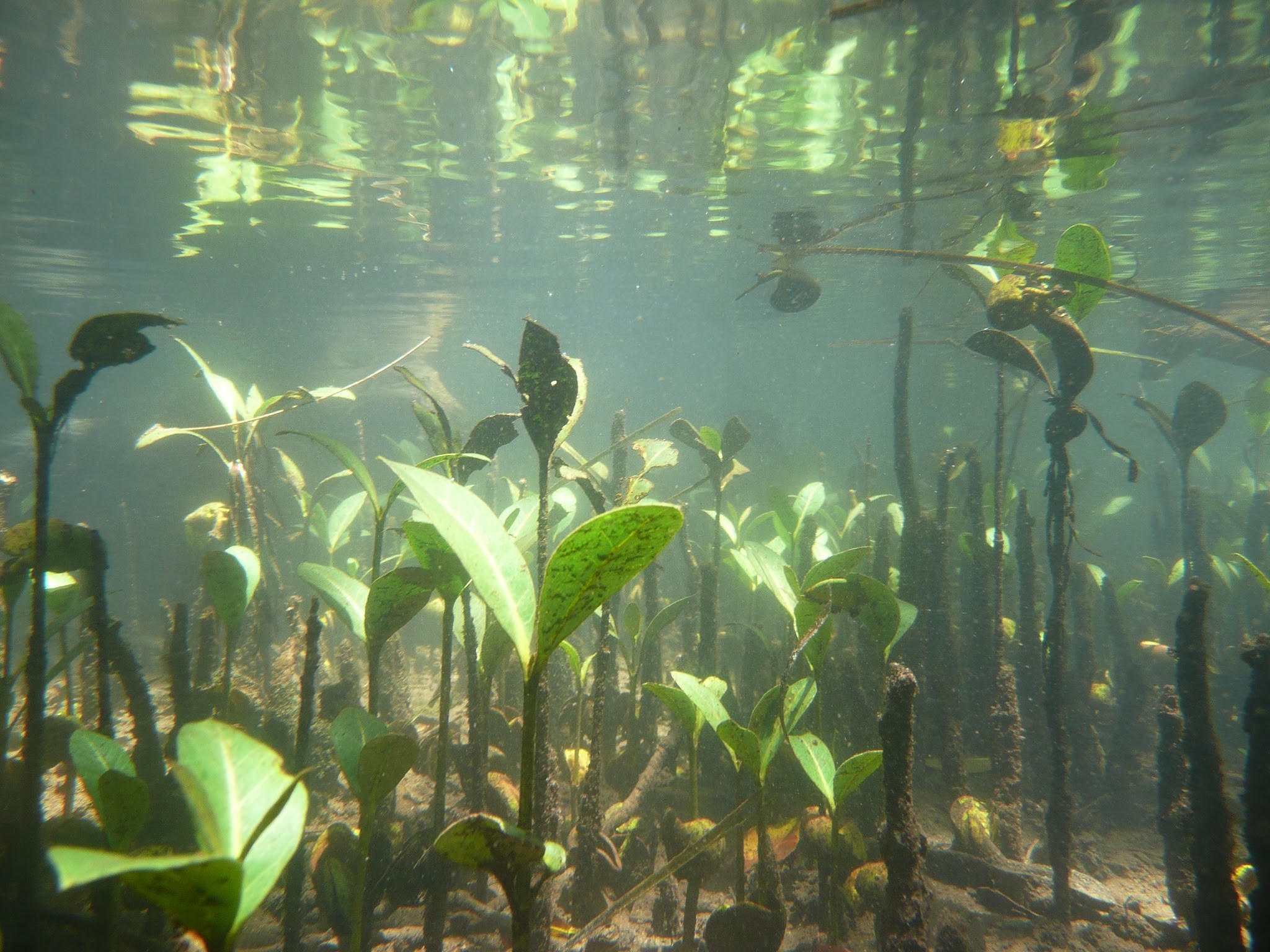 Underwater view of small mangrove plants that are close together so providing safe places for small animals to live safely. Underwater view of small mangrove plants that are close together so providing safe places for small animals to live safely.