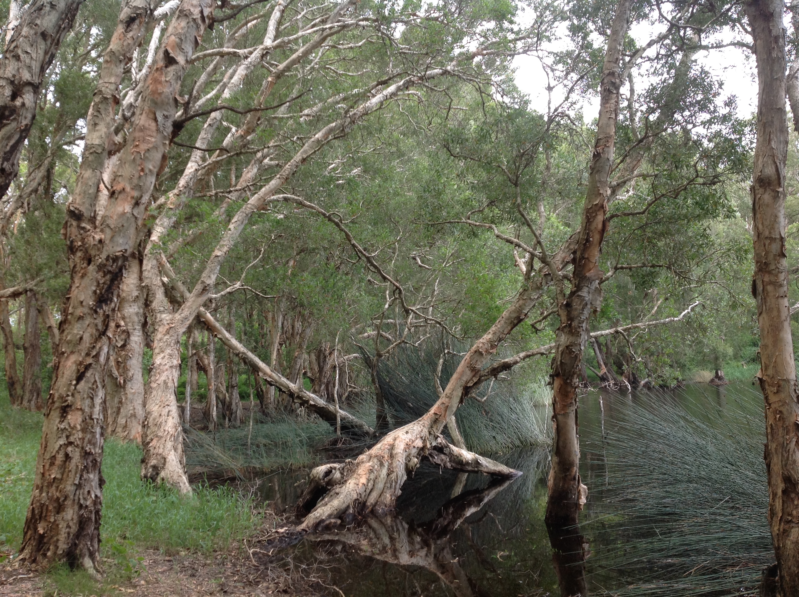 Grassy shore of a pond or billabong with many tall paperbarks, some growing in the water. Grassy shore of a pond or billabong with many tall paperbarks, some growing in the water.