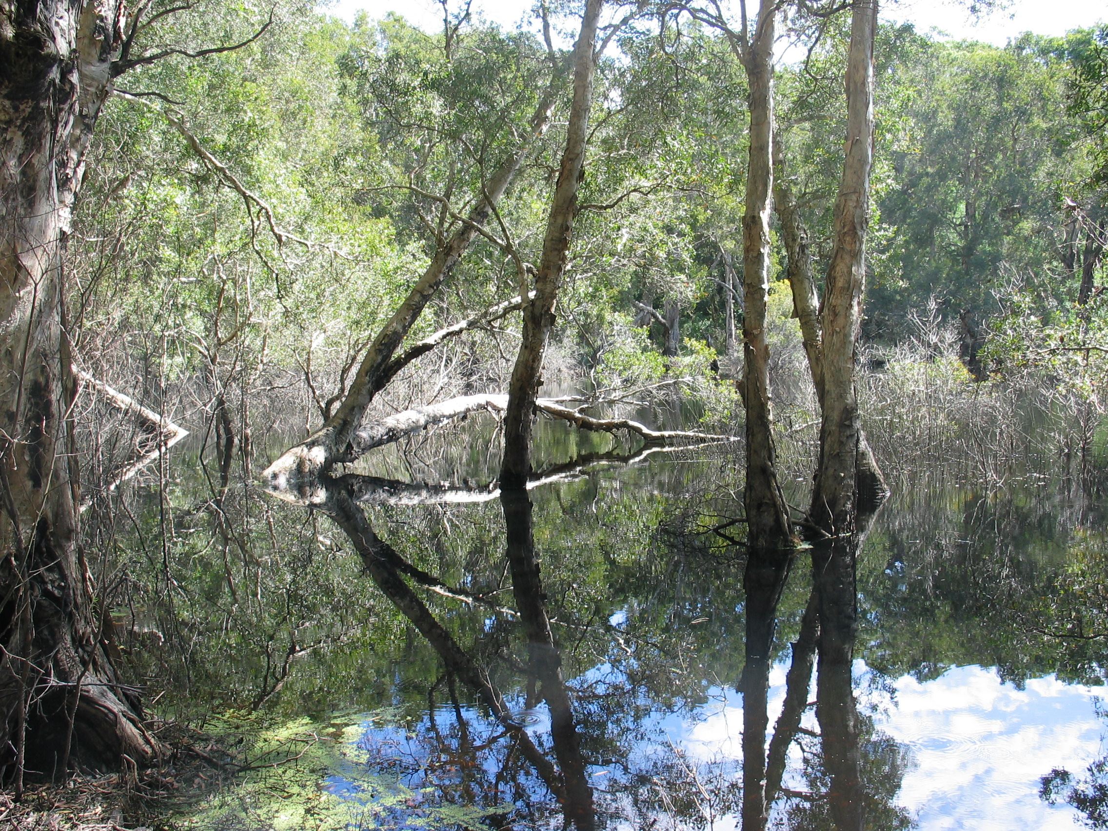 Waterlogged forest with many trees growing out of the water. Waterlogged forest with many trees growing out of the water.