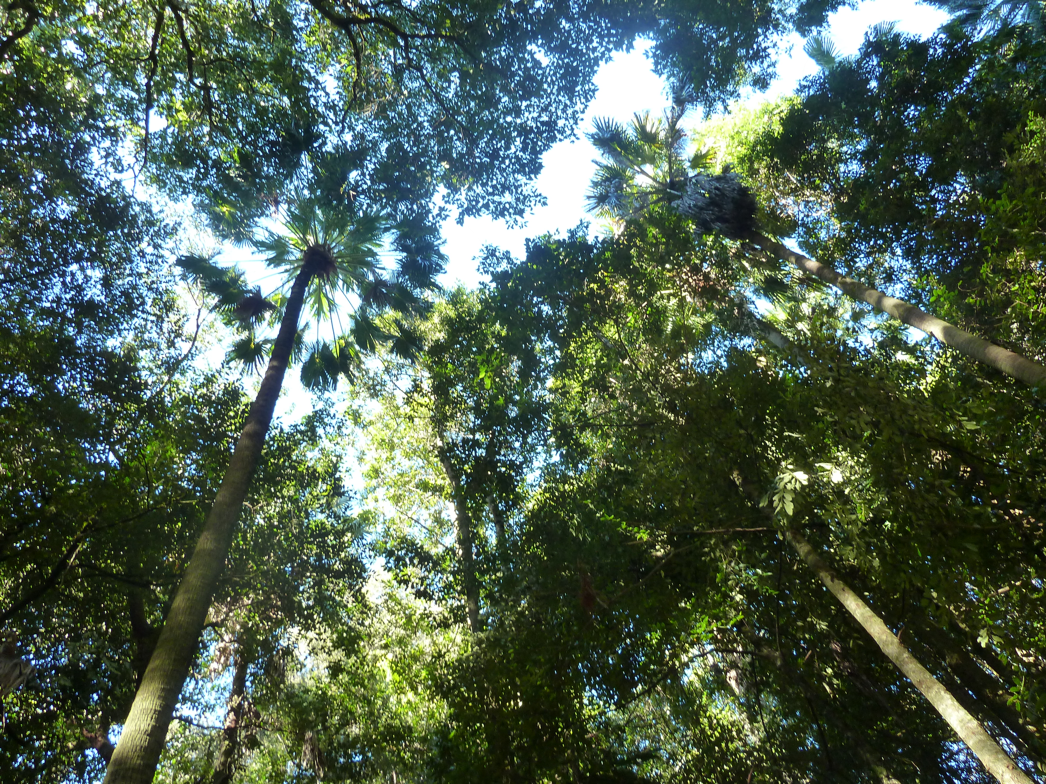 Looking up at trees from the ground to see how much of the sky and light is blocked out by the thick canopy. Looking up at trees from the ground to see how much of the sky and light is blocked out by the thick canopy.