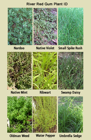 A chart showing 9 different plants under the title River Red Gum Plant ID, the plants are Nardoo, Native violet, small spike rush, native mint, ribwart, swamp daisy, oldman weed, water pepper and umbrella sedge A chart showing 9 different plants under the title River Red Gum Plant ID, the plants are Nardoo, Native violet, small spike rush, native mint, ribwart, swamp daisy, oldman weed, water pepper and umbrella sedge