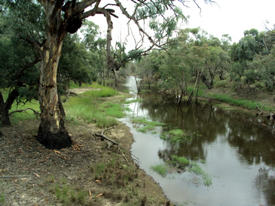 Gum trees on a river bank and reflected in the water Gum trees on a river bank and reflected in the water