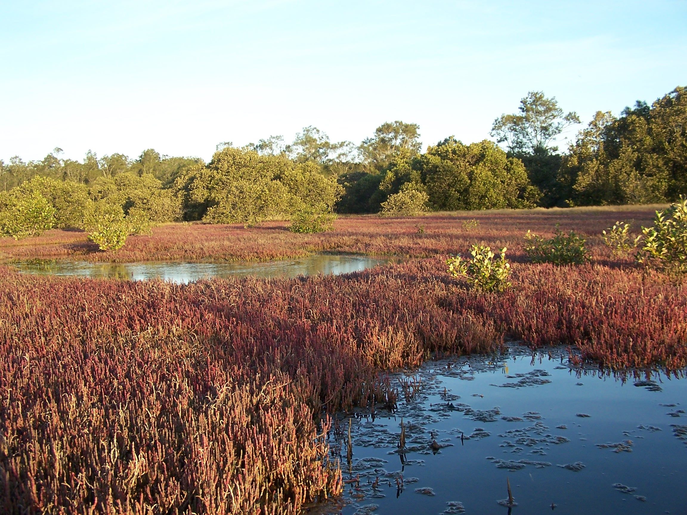 open area with pools of water and thick grasses. a few small mangrove trees grow amonst the grass. There are big trees in the distance. open area with pools of water and thick grasses. a few small mangrove trees grow amonst the grass. There are big trees in the distance.