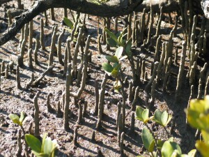 close up view of mangrove seedlings poking out of the mud where wallabies could easily eat them. close up view of mangrove seedlings poking out of the mud where wallabies could easily eat them.