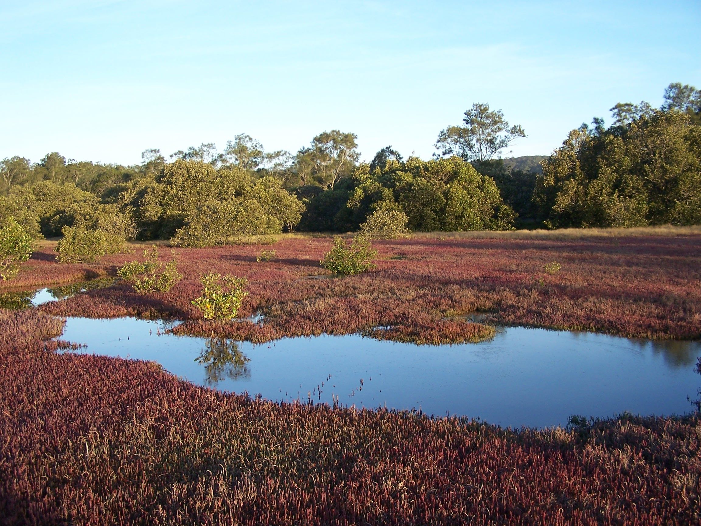 Low lying swampy looking area with red coloured grass and trees and shrubs only growing in the distance where the grass is green. Low lying swampy looking area with red coloured grass and trees and shrubs only growing in the distance where the grass is green.