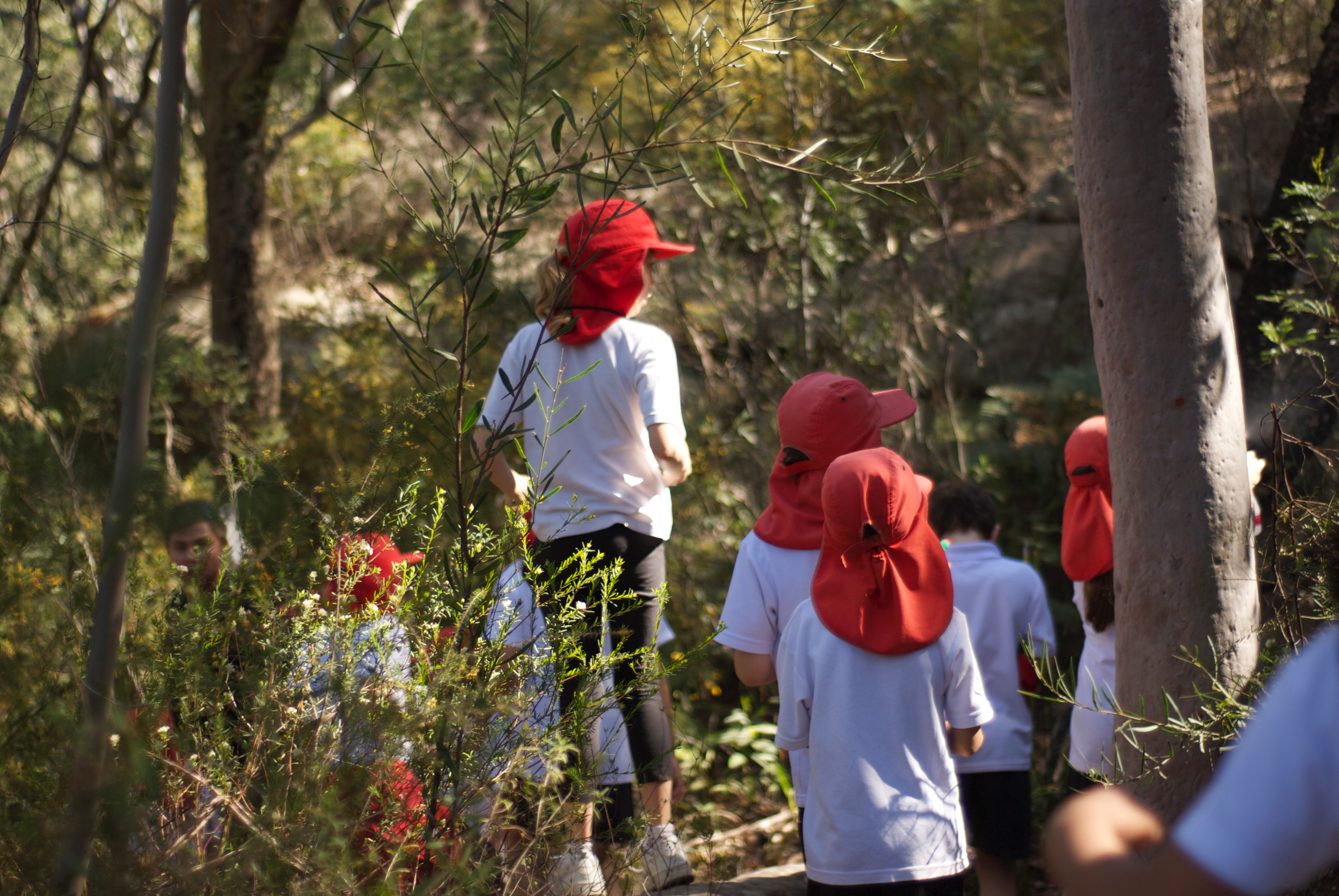primary school students in uniform standing in the bush looking intently at the trees. primary school students in uniform standing in the bush looking intently at the trees.