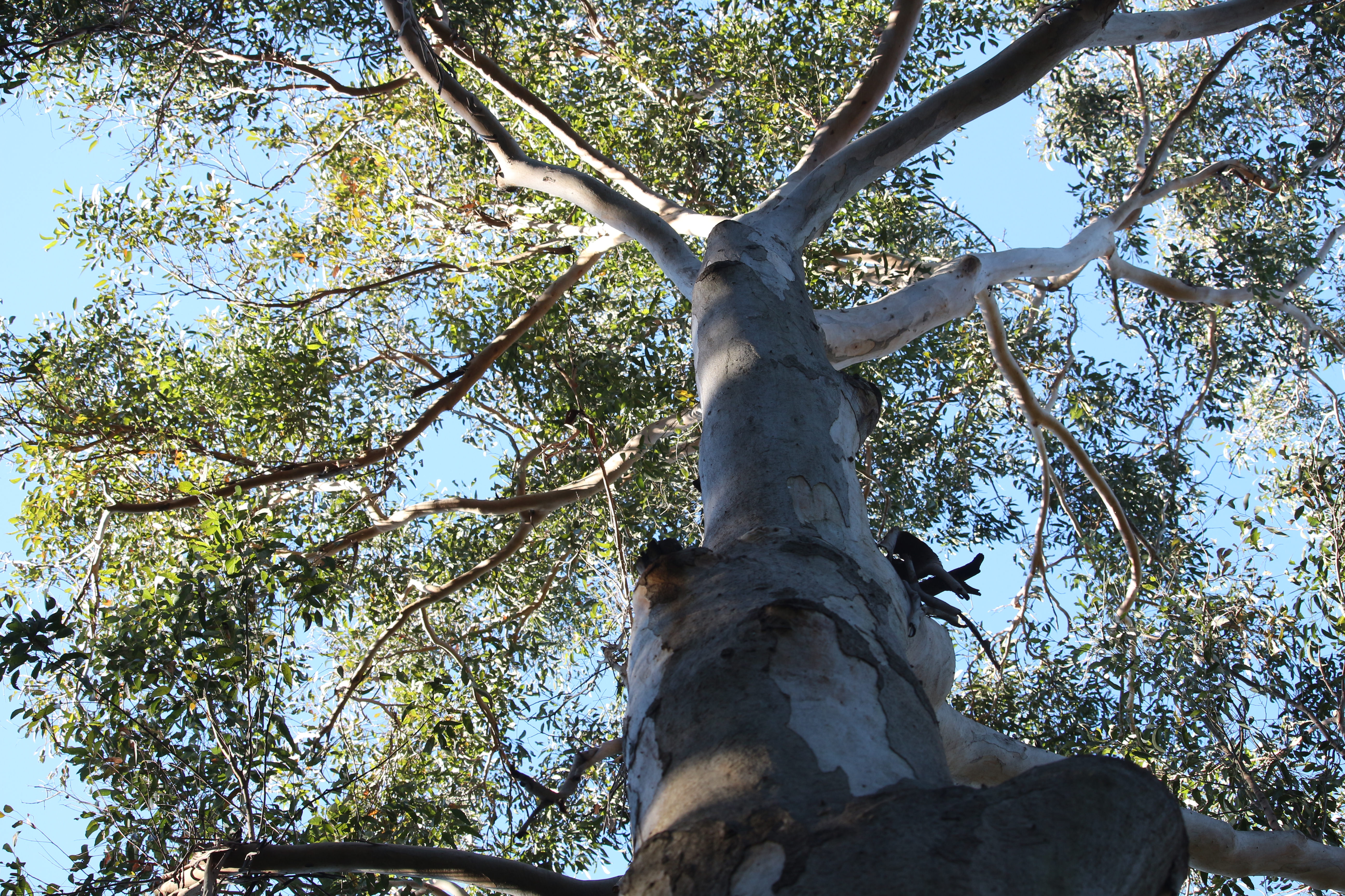 Looking close up at the trunk of a red gum tree, showing the bark peeling off and how tall the tree is. Looking close up at the trunk of a red gum tree, showing the bark peeling off and how tall the tree is.