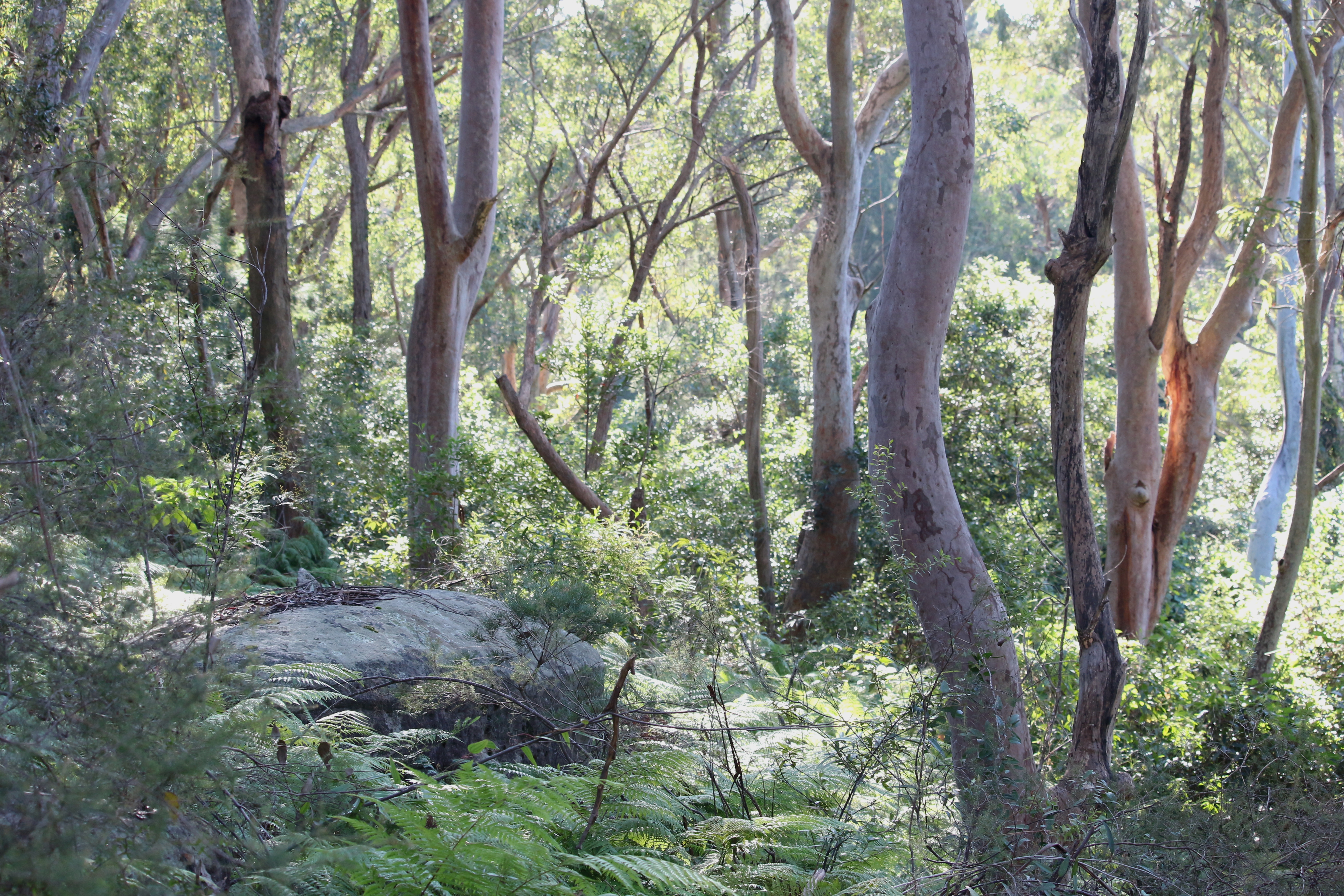 Lots of gum trees close together with thick undergrowth made up of bracken, ferns and lots of other shrubs and grasses. It looks thick and dense. Lots of gum trees close together with thick undergrowth made up of bracken, ferns and lots of other shrubs and grasses. It looks thick and dense.