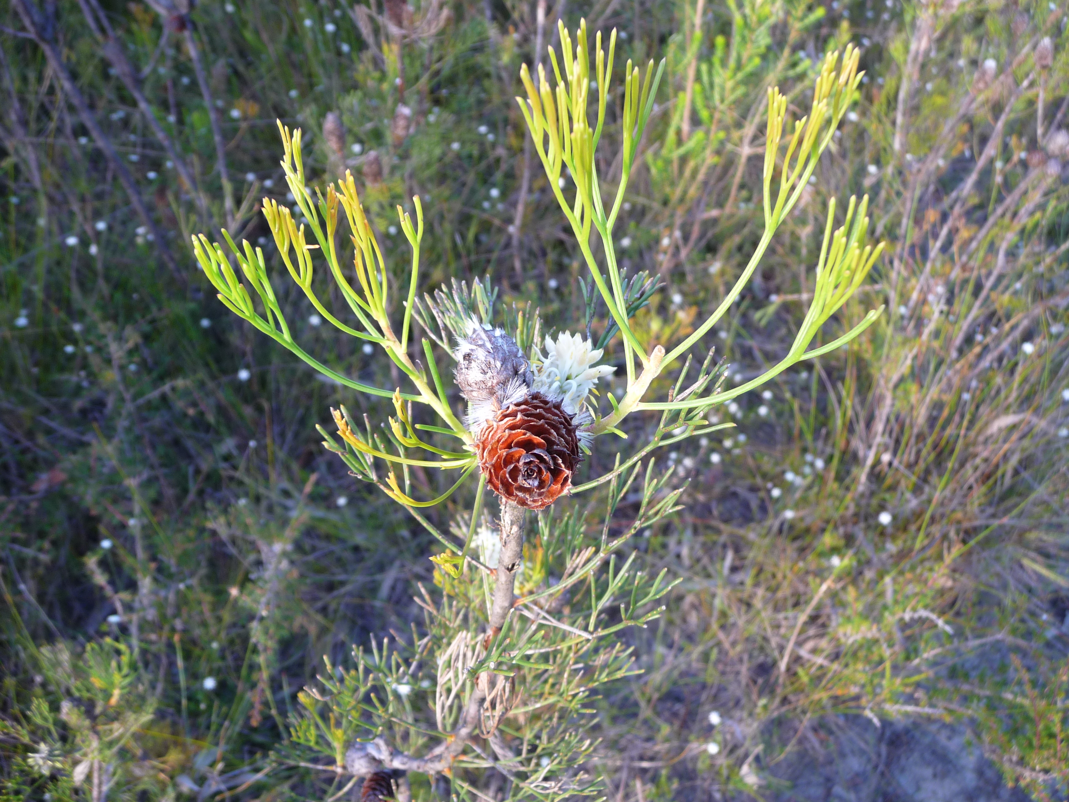 Large spikey odd looking flower, similar too and related to the banksia and waratah. Large spikey odd looking flower, similar too and related to the banksia and waratah.