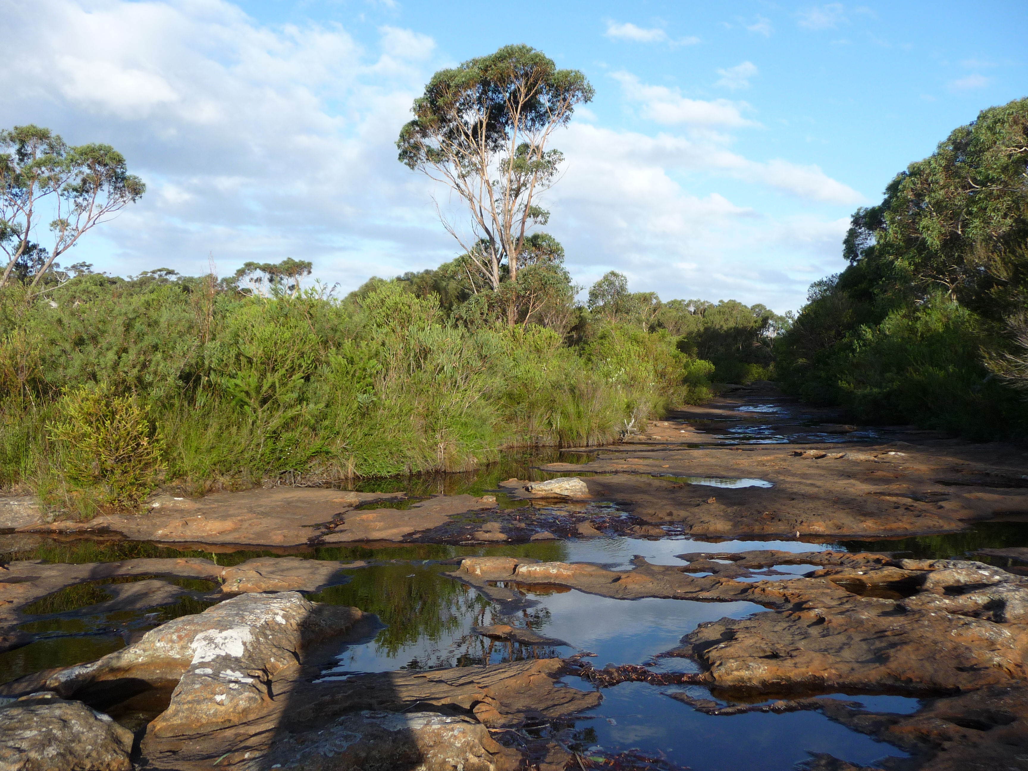 Shallow rocky river in the foreground and swampy grassy and shrubs in the background. A few small trees. Shallow rocky river in the foreground and swampy grassy and shrubs in the background. A few small trees.